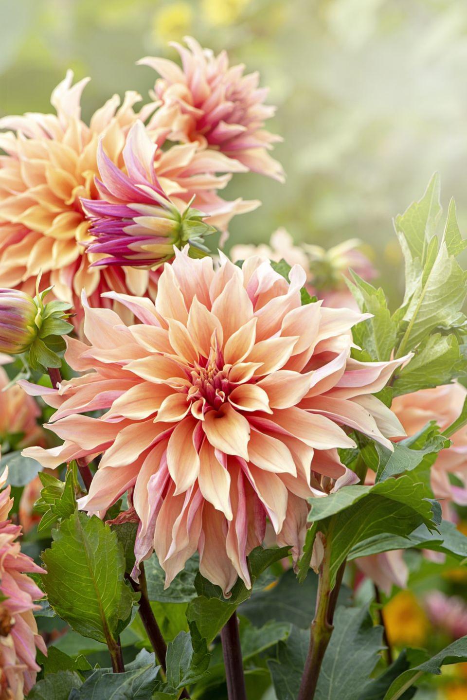 close up image of the beautiful peach coloured decorative dahlia flower also known as a dinner plate dahlia