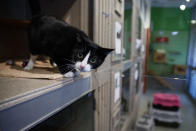 Miss Kitty, a four-year old short-haired cat, looks out from her new enclosure at Humane Rescue Alliance in Washington, Tuesday, Sept. 11, 2018. Miss Kitty is one of 26 cats and dogs that arrived in Washington from Norfolk Animal Care and Control of Norfolk, Va., in advance of Hurricane Florence. People aren't the only ones evacuating to get out of the path of Hurricane Florence. The dogs and cats will all be available for adoption. (AP Photo/Carolyn Kaster)