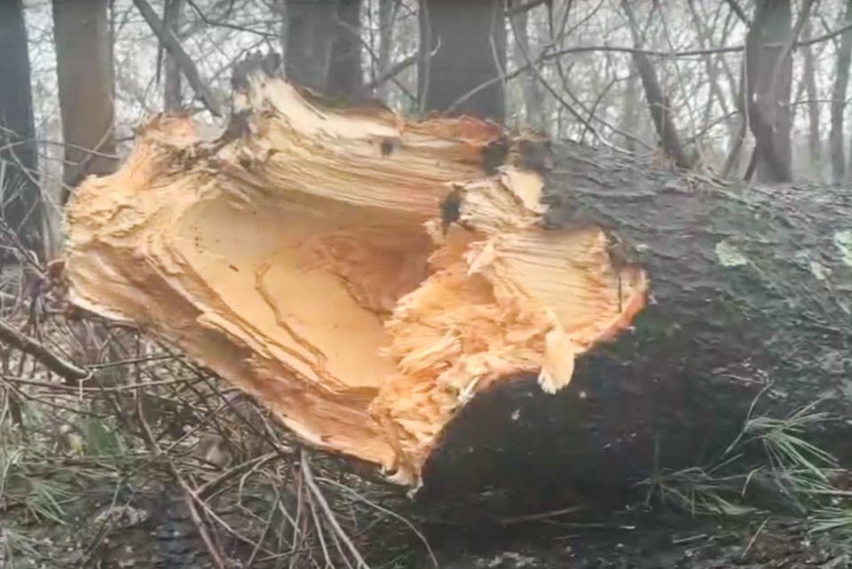 <p>CBS New York/ Youtube</p> View of the fallen tree