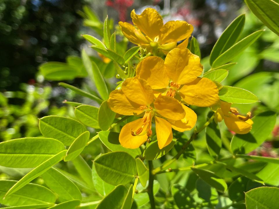 Bahama senna has been mixed in with ageratum and dune sunflower.