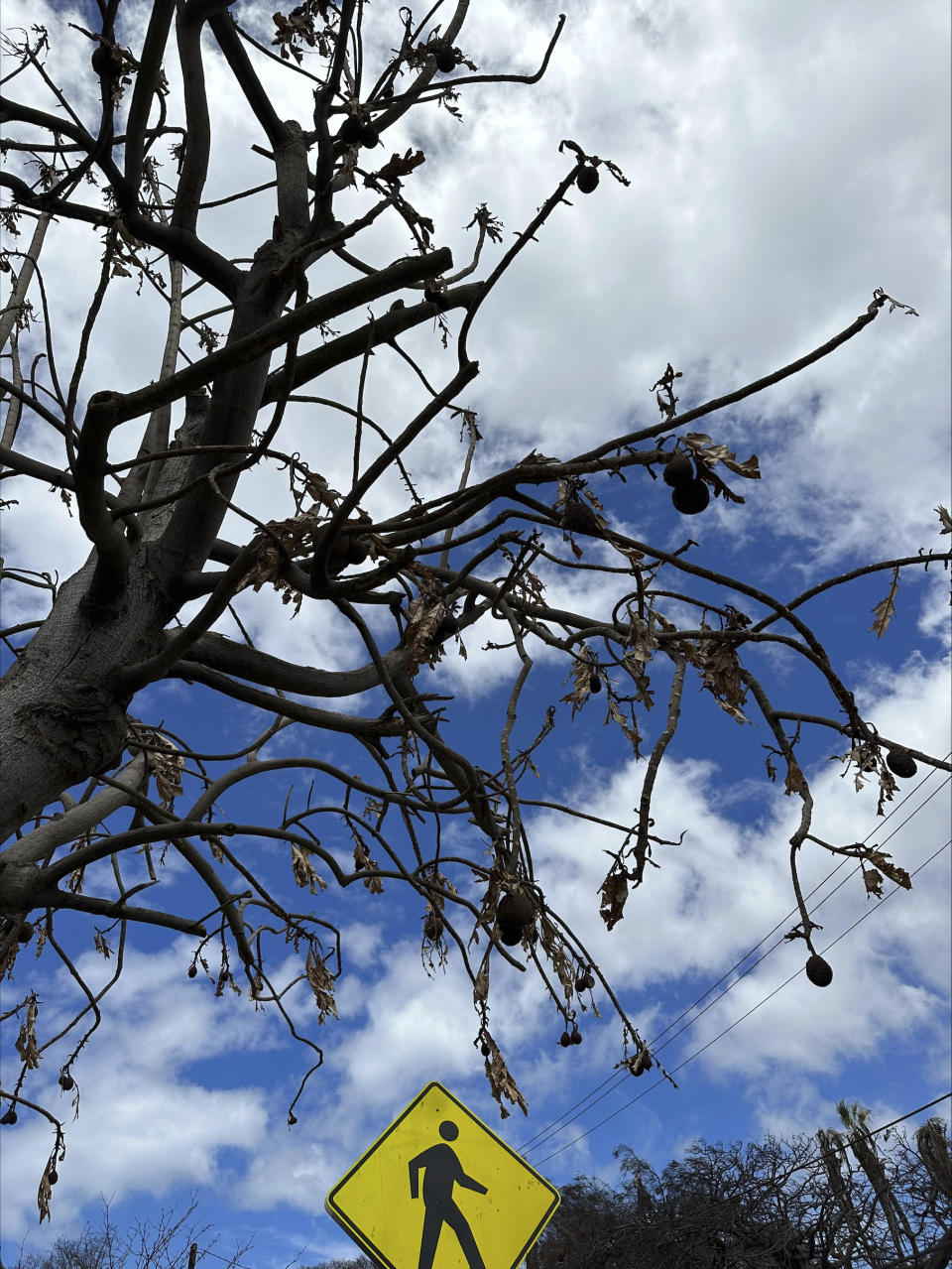 In this photo provided by Hokuao Pellegrino, is a burned breadfruit tree - or ulu - in Lahaina, Hawaii, on Sept. 13, 2023. As Lahaina rebuilds in the wake of the deadly Maui wildfire this summer, a volunteer band of arborists, landscapers and farmers hope to use viable root matter extracted from the damaged trees to plant new ones. (Hokuao Pellegrino via AP)