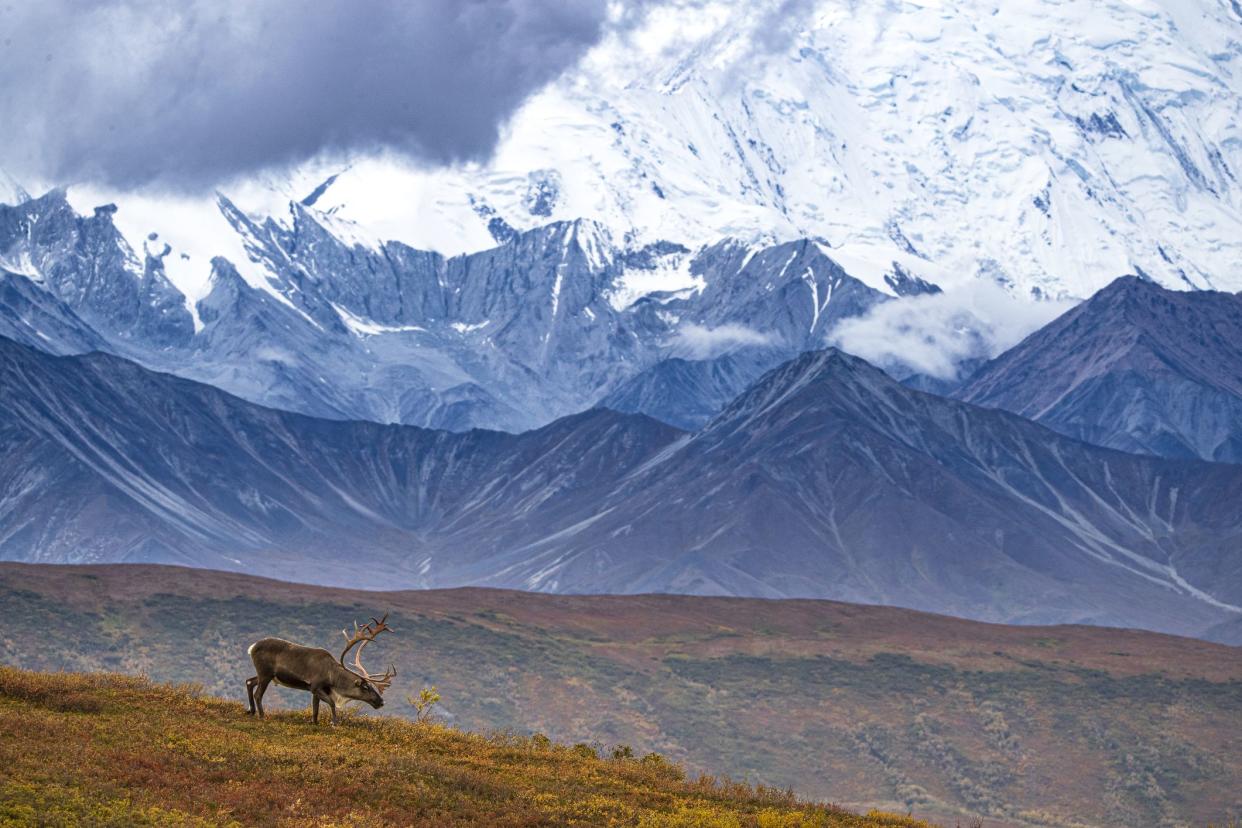 A Caribou in Denali National Park with Alaskan Range Mountains in background, snow capped mountains and grey clouds