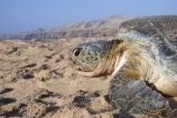 Check out the turtles in Oman