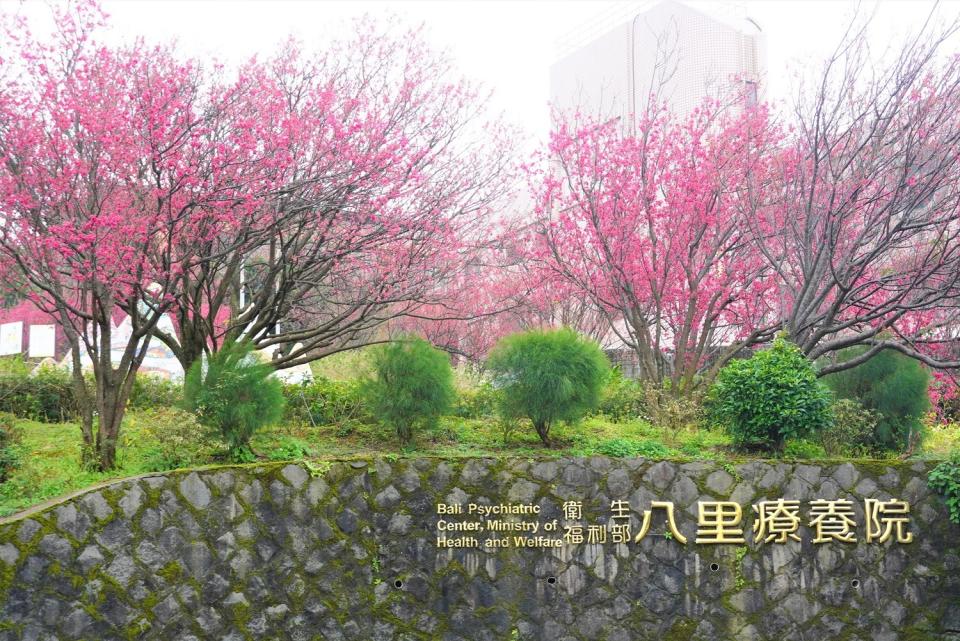 八里療養院一直是新北的賞櫻秘境，園區內櫻以山櫻花與八重櫻為最主。   圖：八里區公所提供
