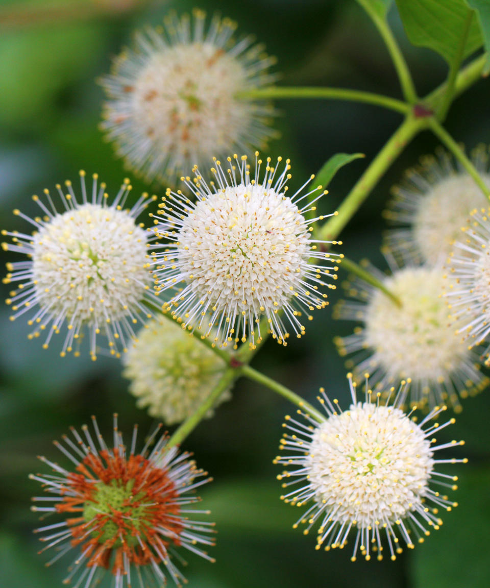 white blossom of a buttonbush shrub, also known as Cephalanthus occidentalis