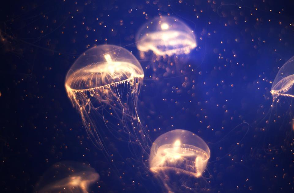 Jellyfish