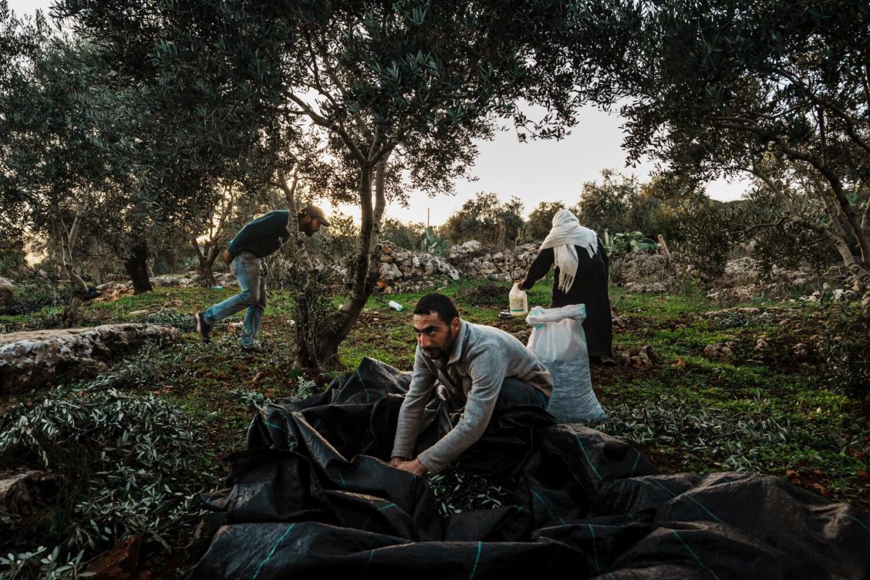 Nur Abu Awad harvests olives and keeps an eye on the road passing through their family grove for Israeli patrol.