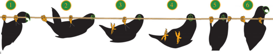 Representative diagram showing beakation in parrots (Royal Society Open Science)