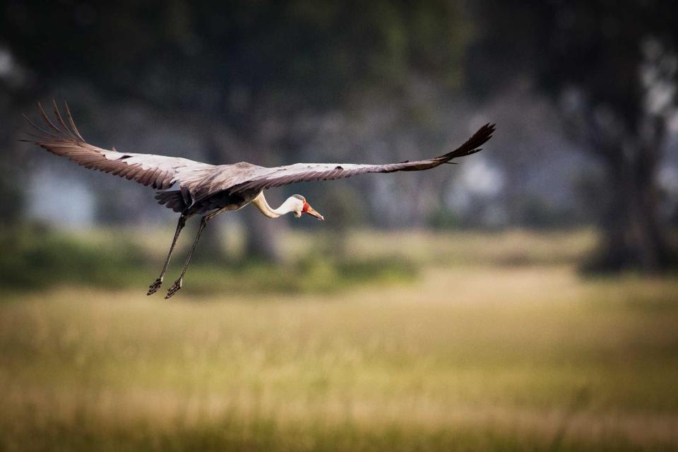 <p>Crookes&Jackson</p> A critically endangered wattled crane in flight.