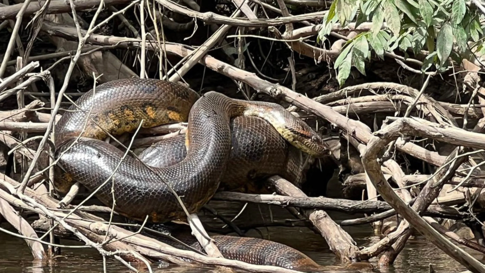 Northern green anaconda on a riverbank.