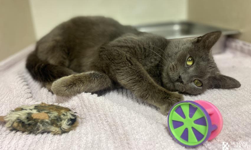This 2-year-old female, Haze, is one of 11 cats removed from a Mason Dixon Road home in February 2023 in a Washington County animal cruelty case. Haze was adopted and has a new home.