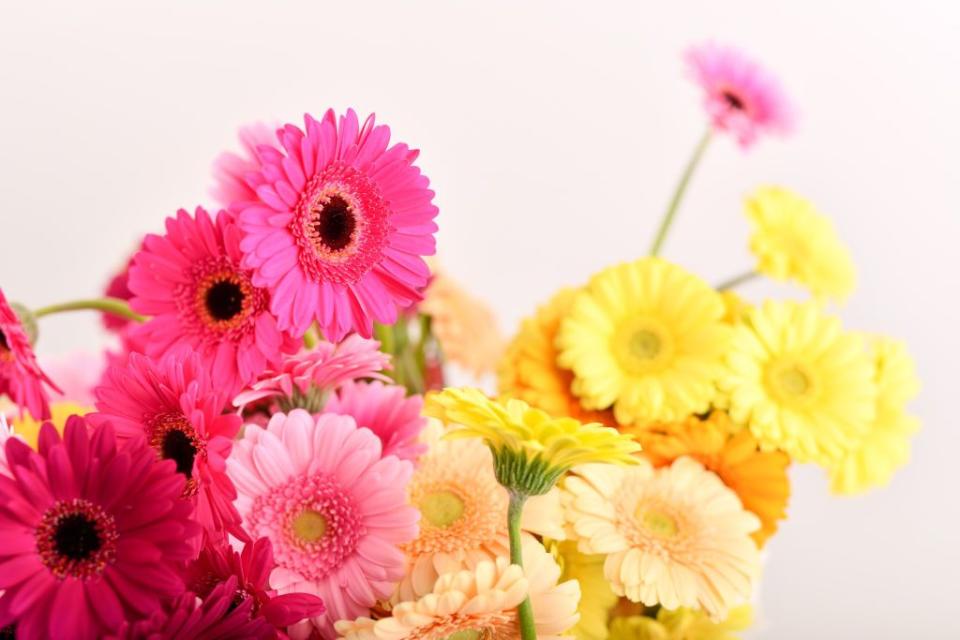 1) Gerbera Daisies