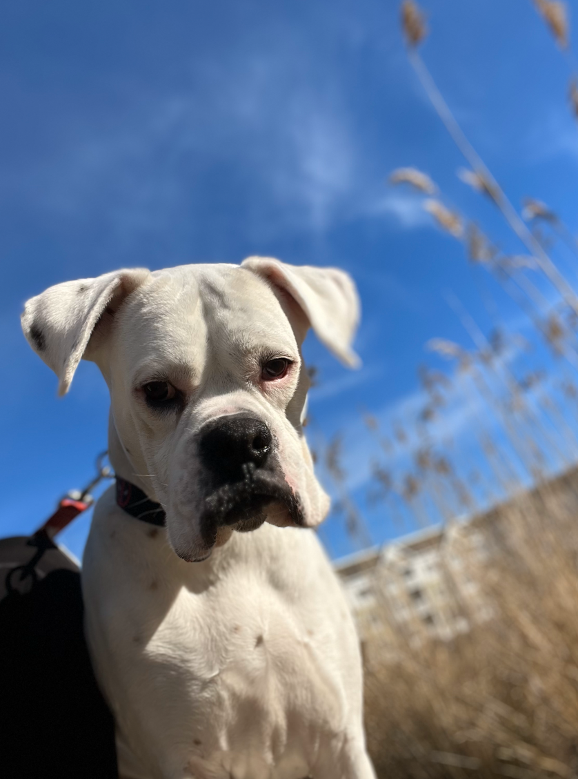 A six-year-old white Boxer named Linus was hit by a car on Oak St. in Bridgewater on April 30, 2024.
