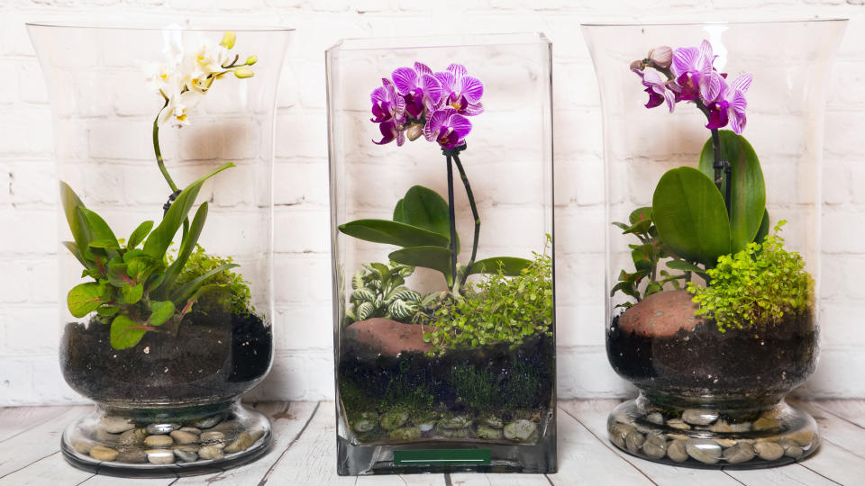 How to make a terrarium: Three tall terrarium vases filled with river rocks, soil, orchid, baby's tears and nerve plants