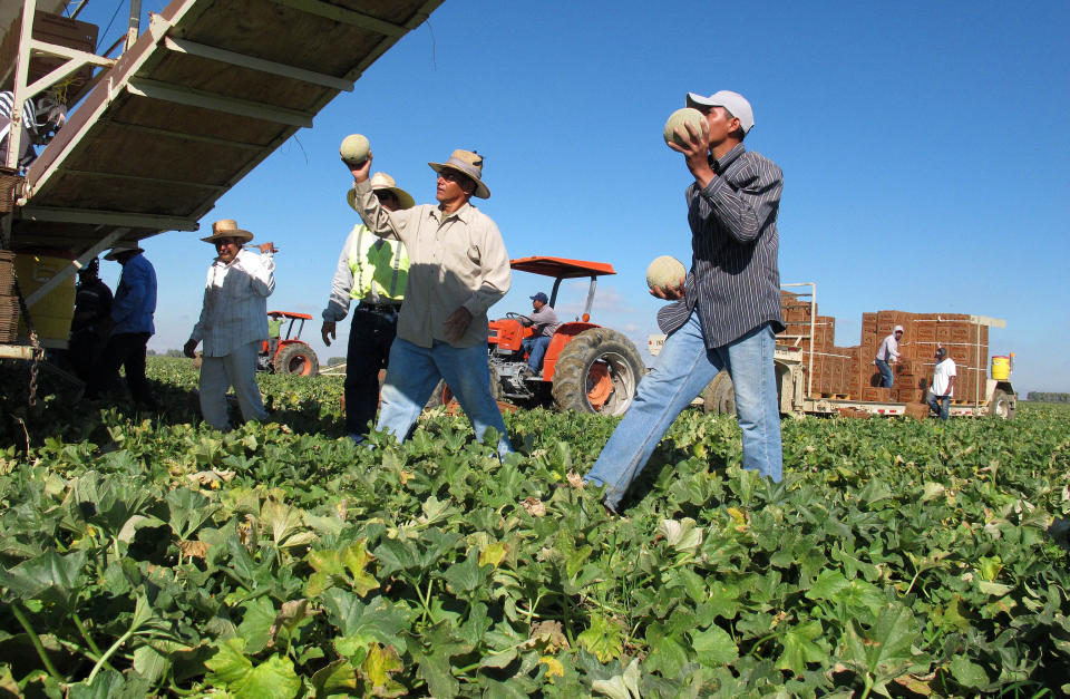 Workers harvest and package cantaloupes near Firebaugh, California.&nbsp; (Photo: Gosia Wozniacka/Associated Press)