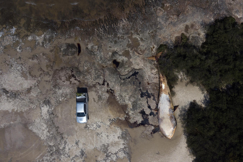 El cuerpo de una ballena muerta en la costa de Artilleros in Colonia, Uruguay, el viernes 29 de septiembre de 2023. La ballena fue descubierta el 23 de septiembre. (AP Foto/Matilde Campodónico)