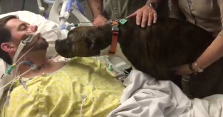 This is the heartbreaking moment a pet dog was allowed to say goodbye to her dying owner
