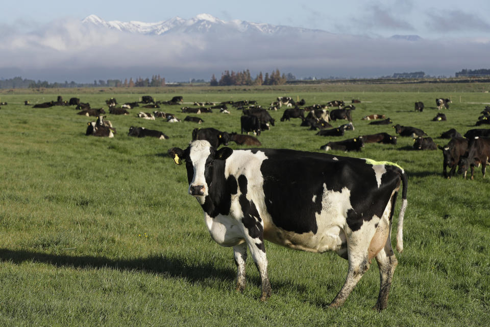 In this Oct. 8, 2018, photo, dairy cows graze on a farm near Oxford, New Zealand. New Zealand's largest company Fonterra once had grand ambitions to dominate the world's dairy markets, but after suffering stinging losses to the value of its businesses abroad has scaled back its vision. Fonterra on Thursday, Sept. 26, 2019, announced its worst-ever annual result as it wrote down the value of its assets by hundreds of millions of dollars and promised to stay more focused on its roots on New Zealand dairy farms. (AP Photo/Mark Baker)