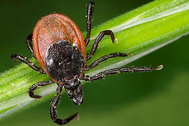 <p>Getty </p> Tick-bourne illnesses are on the rise