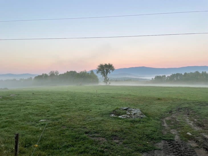 Dutch elm tree. Waitsfield, Vermont.