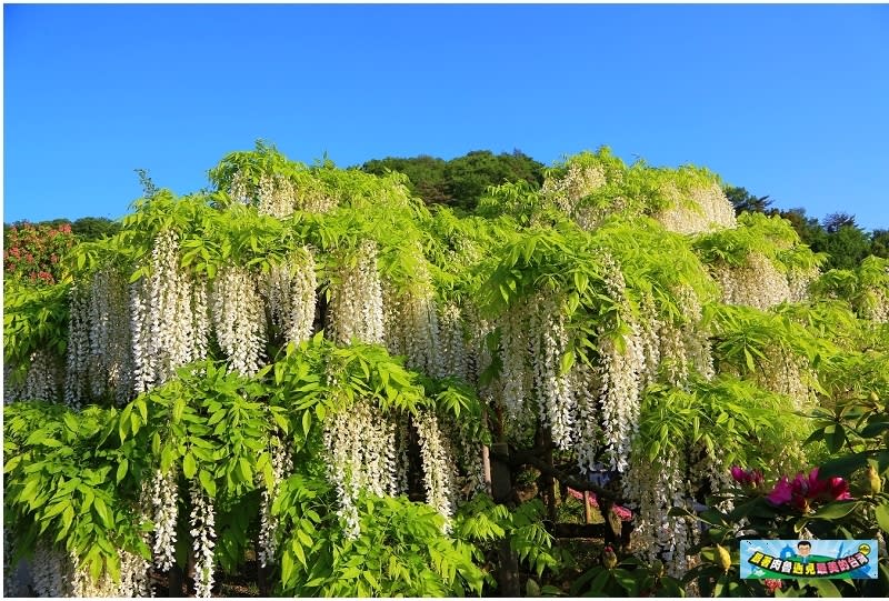 日本栃木縣｜足利花卉公園