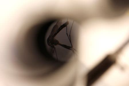 A mosquito is seen under a microscope at the Greater Los Angeles County Vector Control District in Santa Fe Springs, California, U.S., May 18, 2016. REUTERS/Lucy Nicholson