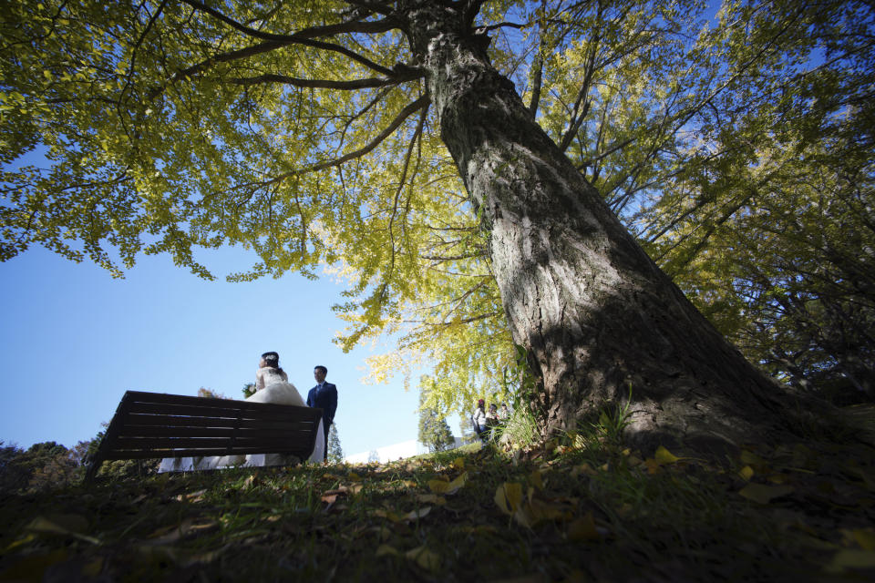 In this Thursday, Nov. 15, 2018, file photo, a man and a woman take wedding photos near the autumn colored ginkgo tree-lined avenue on a cool day at Showa Memorial Park in Tokyo. (AP Photo/Eugene Hoshiko, File)