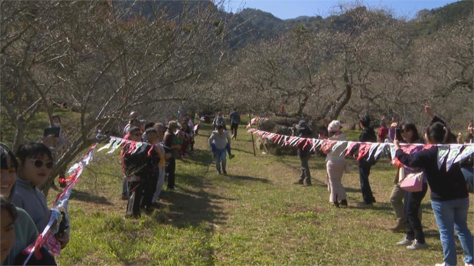 信義鄉梅花急凍怒放 老梅樹下夫背妻狂奔趣味賽