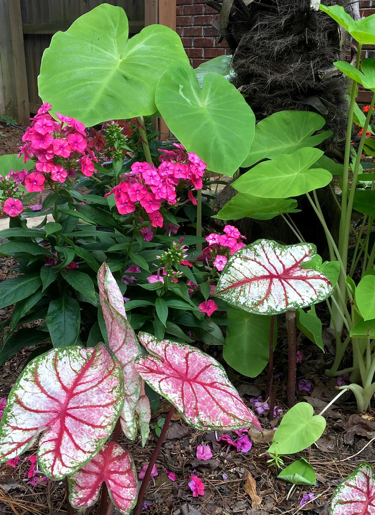 In mid-May, the garden starts to show its potential with Luminary Sunset Coral phlox, Heart to Heart Bottle Rocket caladiums and Royal Hawaiian Maui Gold elephant ears.