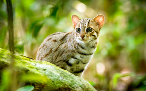 A rusty spotted cat in Sri Lanka - Credit: Vimukthi Weeratunga/BBC