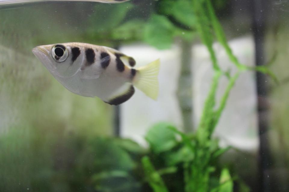 After some training, archerfish can pick out a specific human face, researchers have found.