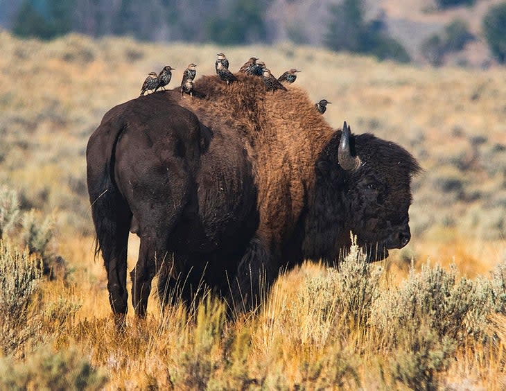 Birds hitching a ride on a bison's back in Lamar Valley in Yellowstone National Park