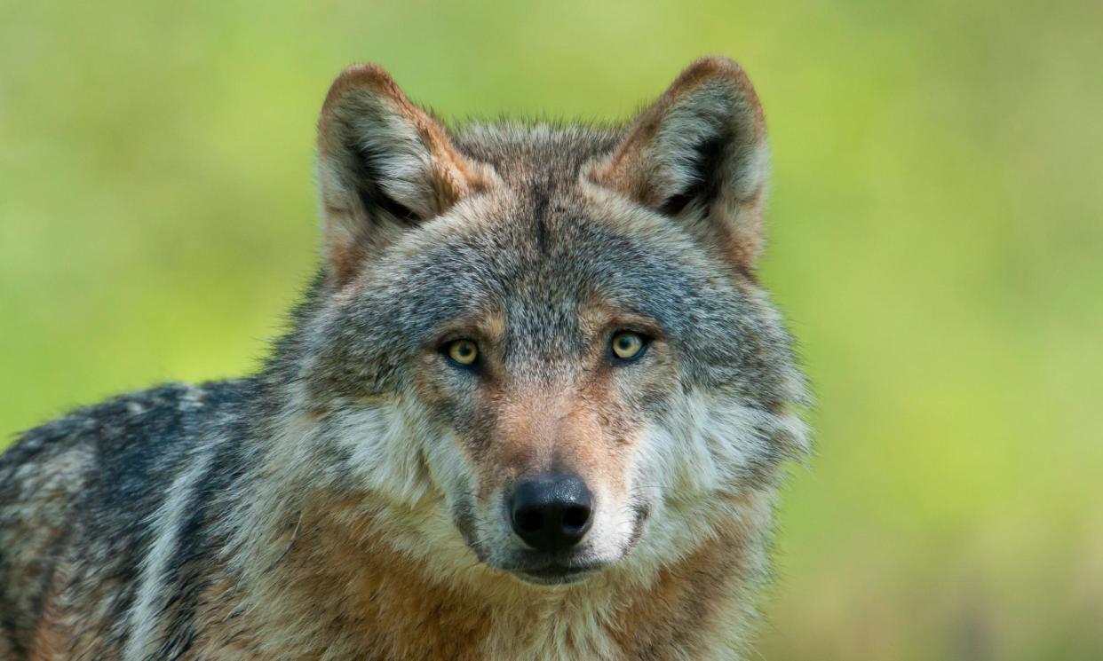 <span>Right to roam: <em>Canis lupus</em>, the European grey wolf.</span><span>Photograph: Christoph Bosch/Alamy</span>