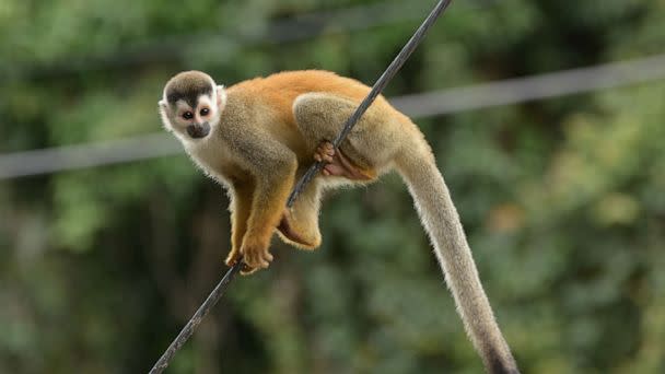 PHOTO: A stock photo of a squirrel monkey. (STOCK PHOTO/Getty Images)