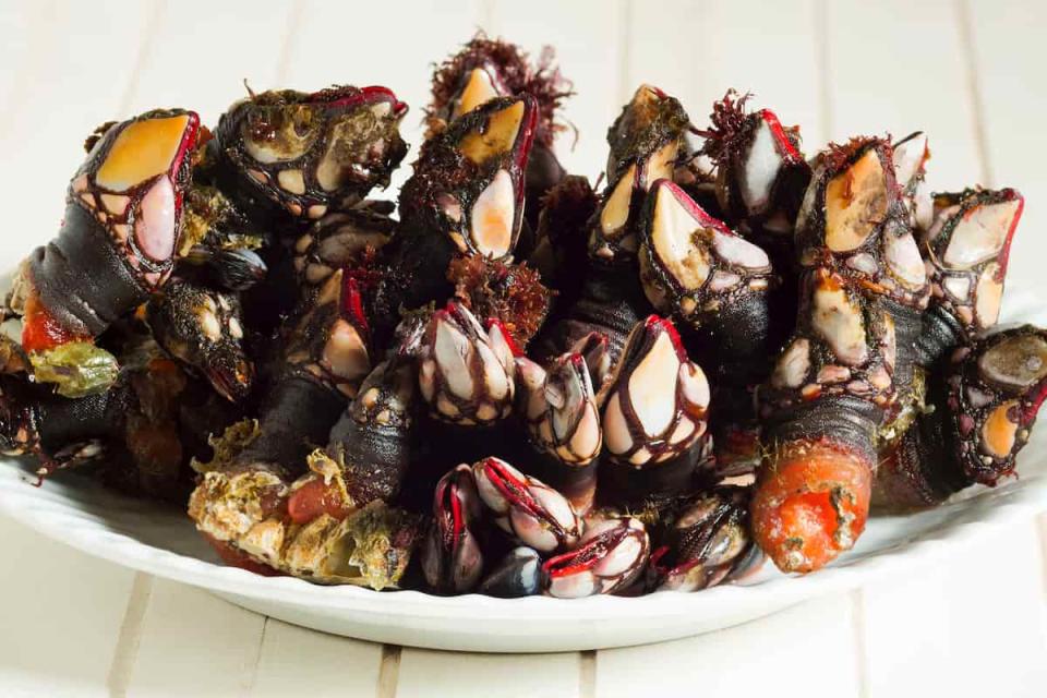 los percebes son uno de los mariscos más caros y difícil de recolectar en el mundo