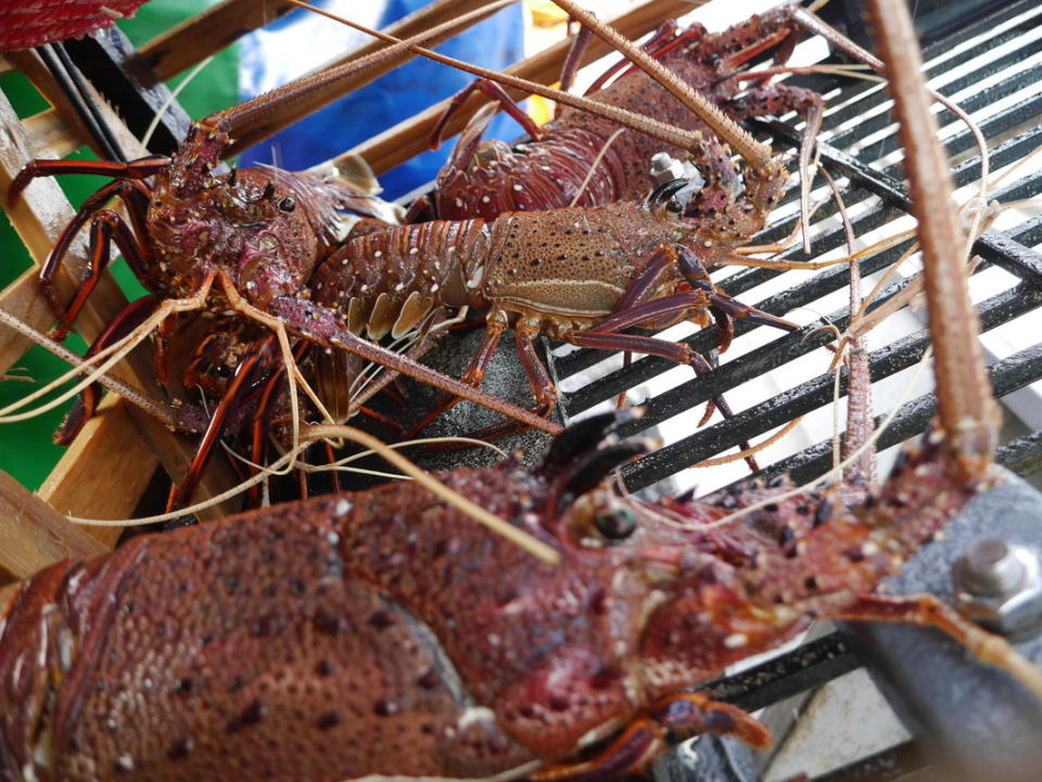 Lobsters inside a trap.