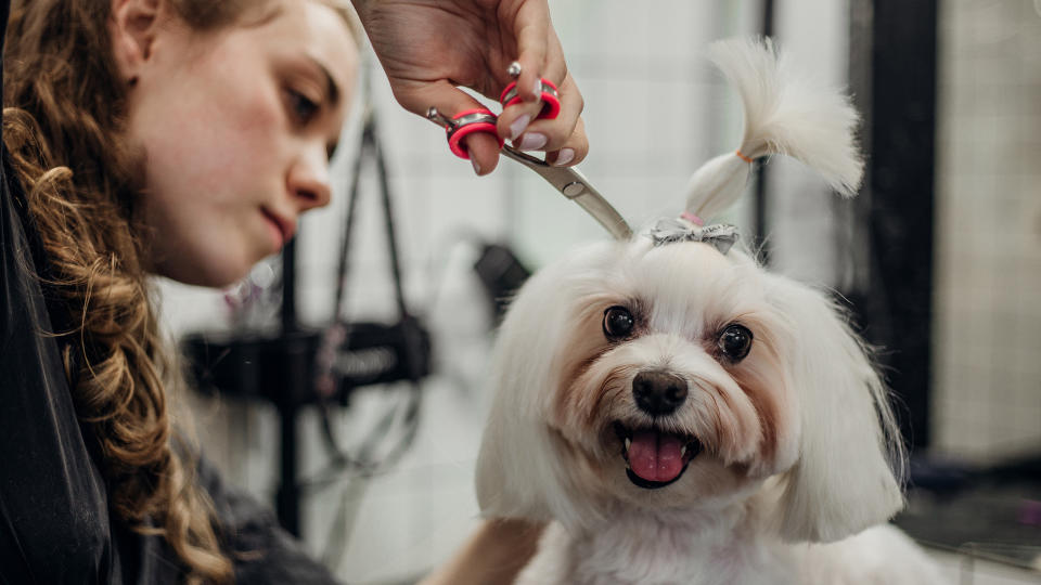 dog being groomed