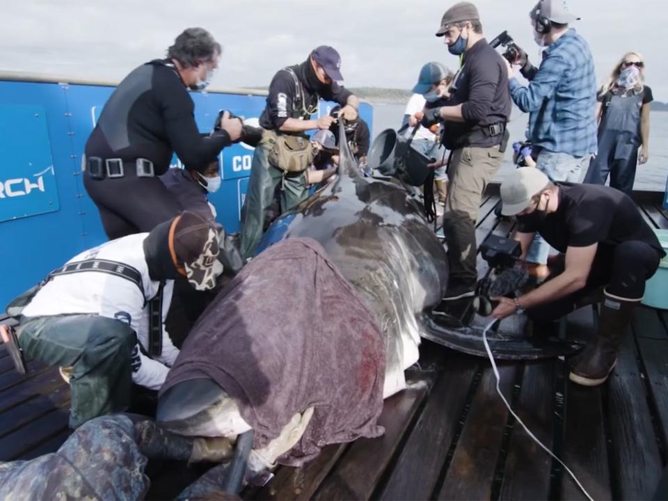 Scientists say Nukumi will provide heaps of new data due to her sizeOcearch