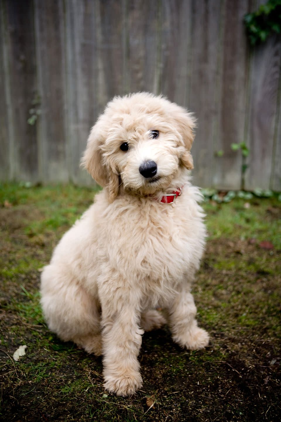 Goldendoodle