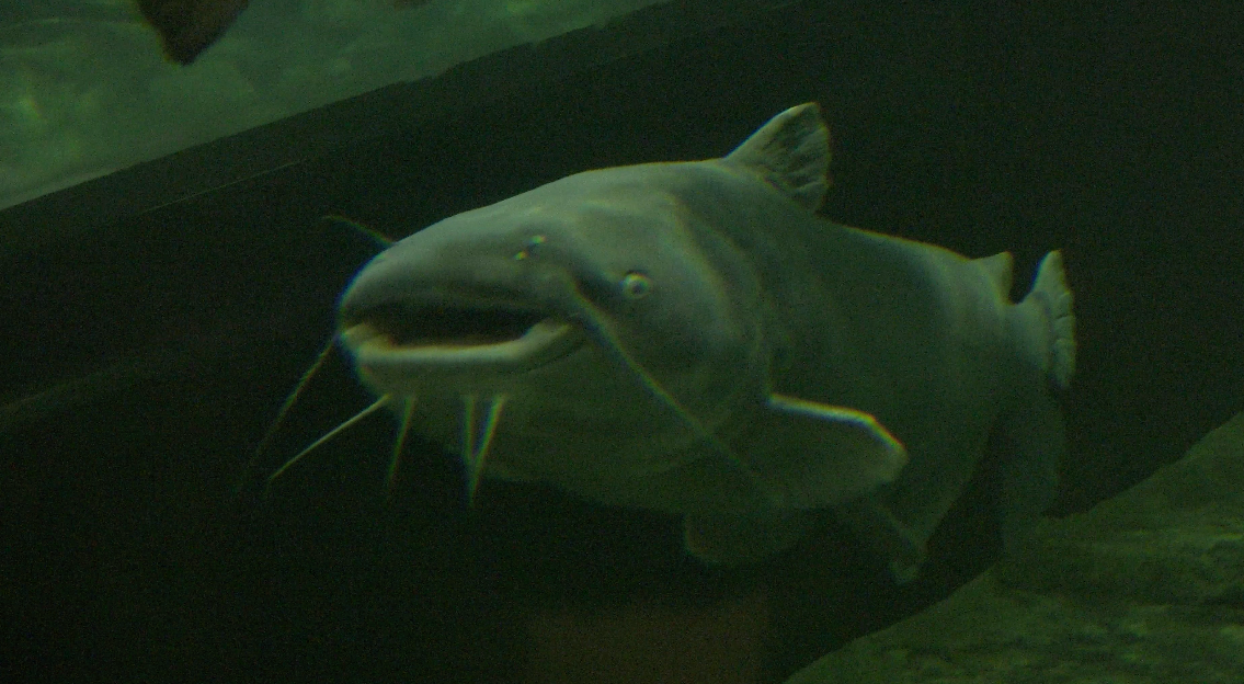 Blue catfish are big, fast predators that spread quickly and can tolerate salinity. Now in all Maryland’s major rivers, blue cats are preying on and outcompeting native fish, according to the Maryland Department of Natural Resources.