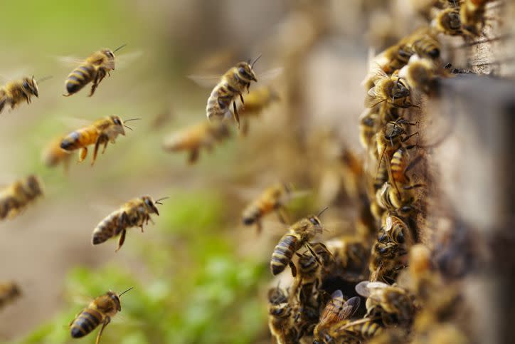 Stock photo of bees. Two hundred packages of bees were supposed to be flown directly from Sacramento, California, to Anchorage, Alaska, yet somehow wound up abandoned on an Atlanta tarmac for four days in the Georgia heat.