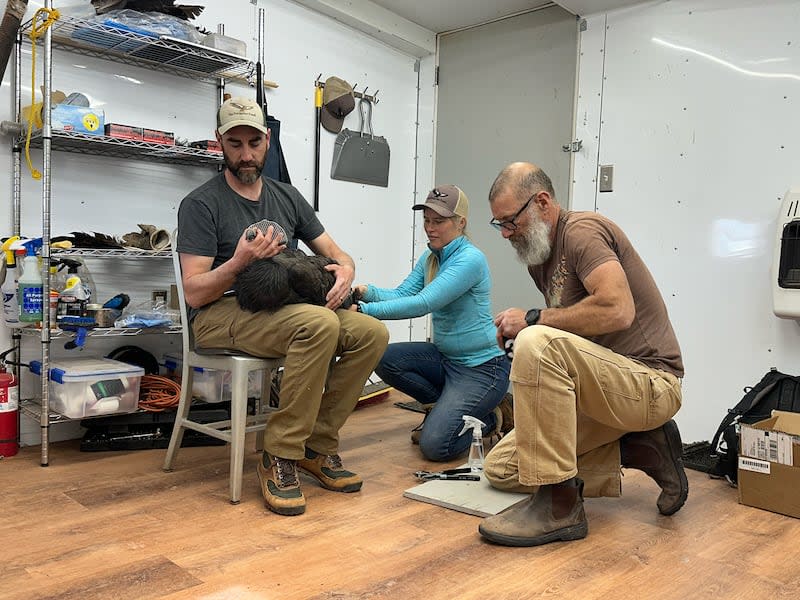 Tim Hauck (left), Brianna Bode and Shawn Farry, self-described Condorks, have spent years introducing condors bred in captivity into the wilds of Marble Canyon, Arizona. | Marlowe Starling for the Deseret News
