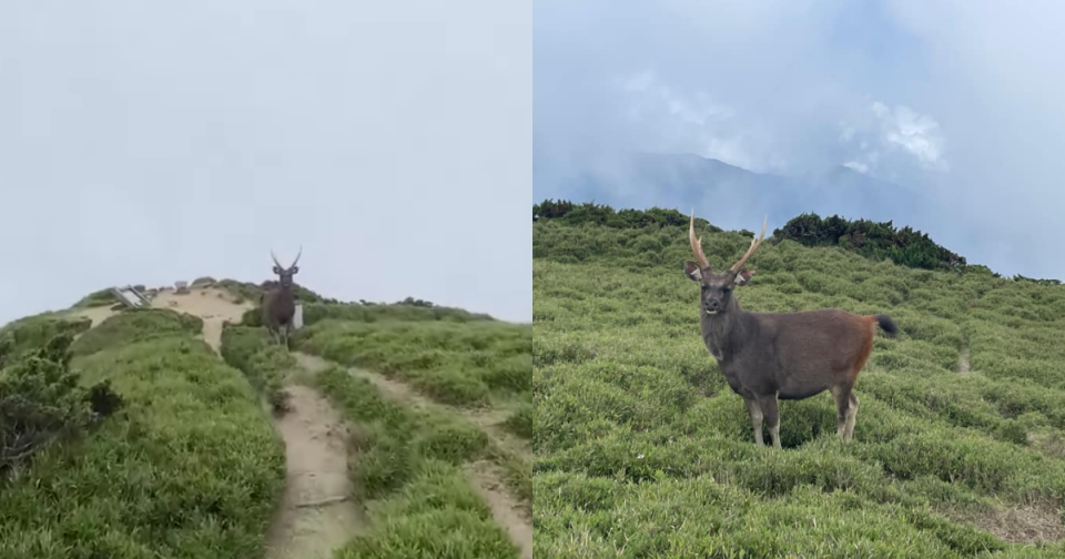 奇萊山上的巨大水鹿仿若《魔法公主》中的山獸神。（翻攝自有點毛毛的臉書）