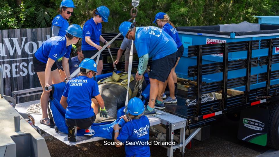 SeaWorld officials said the Columbus Zoo and Aquarium, Cincinnati Zoo & Botanical Garden, ZooTampa at Lowry Park and SeaWorld Orlando have partnered for several years to rehabilitate the eight orphaned manatees.