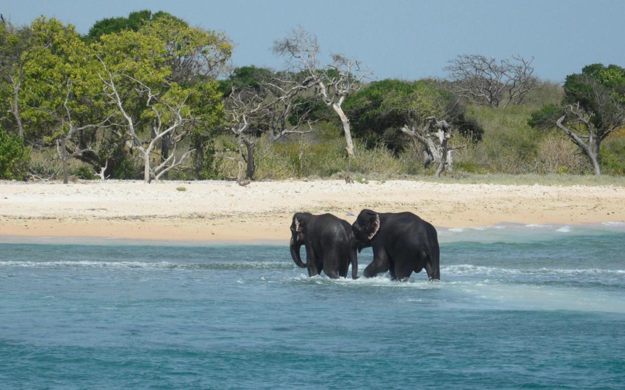 Elephants spotted struggling to stay afloat in deep water walk back to shore after being rescued by the Sri Lankan navy - AFP