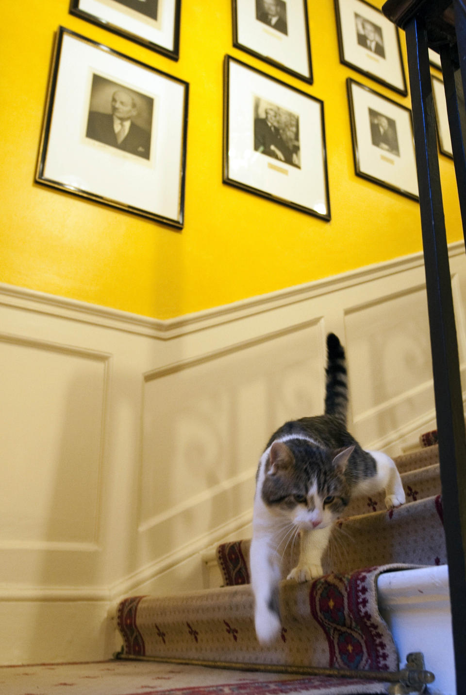 FILE - In this Tuesday Feb. 15, 2011 file photo, Larry the new cat for 10 Downing Street, walks down the stairs of the Prime Minister David Cameron's official residence in London. Monday, Feb. 15, 2021 marks the 10th anniversary of rescue cat Larry becoming Chief Mouser to the Cabinet Office in a bid to deal with a rat problem at 10 Downing Street. (Mark Large/Pool photo via AP, file)