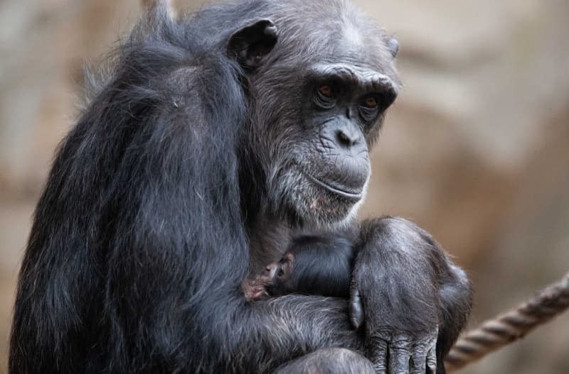 A baby chimpanzee born sits in the lap of its mother Vanessa at Osnabrueck Zoo. More than a third of the great ape population in Africa is endangered by mining, according to a new study. Friso Gentsch/dpa