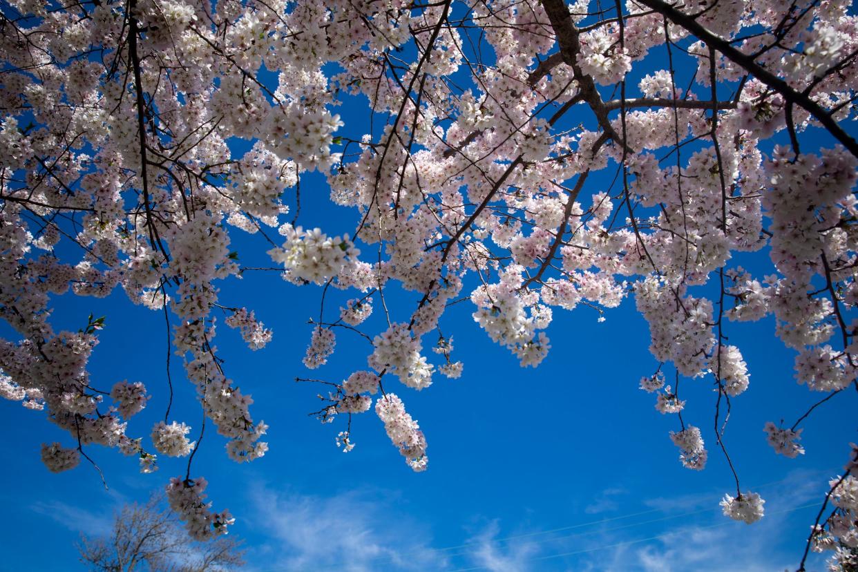 Two varieties of the Cherry Blossom trees gifted from Japan have finally arrived in Cincinnati. This photo shows Cherry Blossoms in Carthage in 2019.