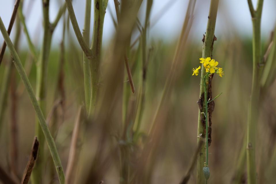 <span>Blick auf eine Rapsblüte auf einem Feld nach der Ernte in der französischen Gemeinde Saint-Philbert-sur-Risle am 7. August 2023</span><div><span>JOEL SAGET</span><span>AFP</span></div>