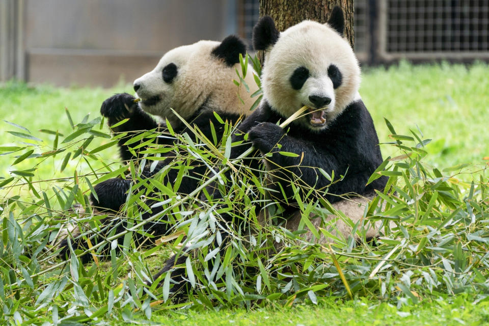 FILE - Giant pandas eat bamboo at the Smithsonian's National Zoo, May 4, 2022, in Washington. Two giant pandas are coming to Washington’s National Zoo from China by the end of the year. The zoo made the announcement Wednesday, about half a year after it sent its three pandas back to China. (AP Photo/Jacquelyn Martin, File)